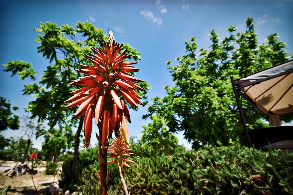 Masseria Pitanni กัลลีโปลี ภายนอก รูปภาพ